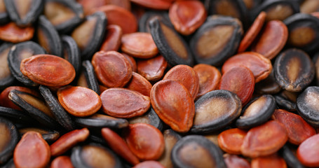 Sticker - Mix of red and black melon seed