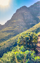 View Of A Hiking Path On Table Mountain Surrounded By Yellow Pin Cushion Protea Bushes (Leucospermum Muirii) And Green Fynbos, Cape Town, South Africa