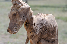Mummified Dead Coyote Closeup