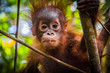 World's cutest baby orangutan looks into camera as it hangs in a tree in the jungles of Borneo