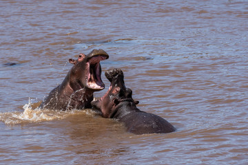 Two hippos fighting in the Mara river inside Masai Mara National Reserve during a wildlife safari