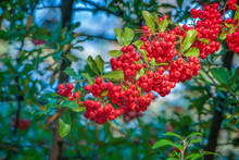 Holly Branch With Red Berries