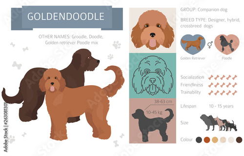 Designer, crossbreed, hybrid mix dogs collection isolated on white Poster Mural XXL