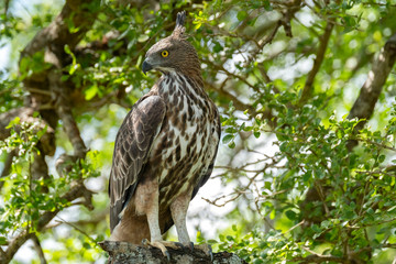 crested serpent eagle (spilornis cheela), yala national park, sri lanka