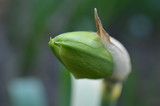 Pojedynczy nierozwinięty pąk żonkila, Narcissus jonquilla