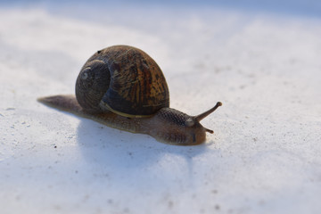 Snail 02