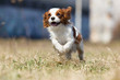 spaniel dog running fast outdoors