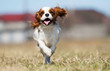 © Happy monkey - spaniel dog running fast outdoors