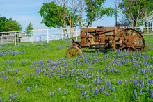 Bluebonnet Wildflowers Blooming Near An Old Tractor And White Fence During Spring Time Near Texas Hill Country Area