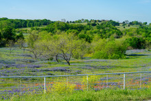 Bluebonnet Wildflowers Mixed With Yellow Flowers And Indian Paintbrush Blooming During Spring Time Near Texas Hill Country Area