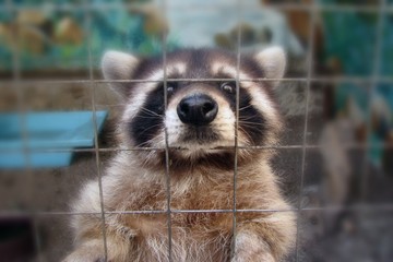 The raccoon in the cage looks sad and plaintively asks for food. Animal in the zoo behind the bars of the fence. Sad raccoon for grid wire in captivity