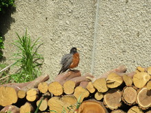 American Robin On Logs