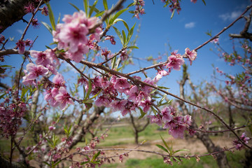 Pink Peach Blossoms in Peach Orchard in the Springtime