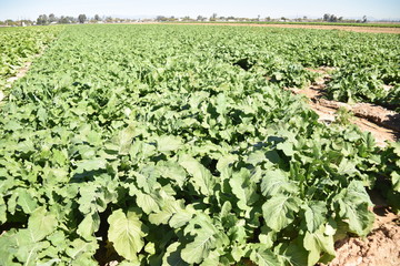 Arizona mustard field ready for harvest