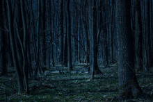 Bewitching Night Forest Mysterious Tall Trees With Thin Branches Beautiful Moonlight