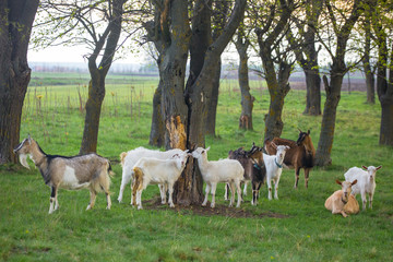 Small herd of goats standing on green grass with trees in background. Different colored goats herd