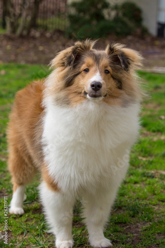 red sheltie