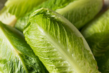 Canvas Print - Organic Healthy Green Romaine Lettuce