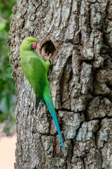 Wall Mural - Rose-ringed Parakeet (Psittacula krameri), Yala National Park, Sri Lanka