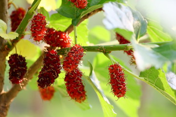 Poster - mulberry fruit and mulberry leaf on the branch