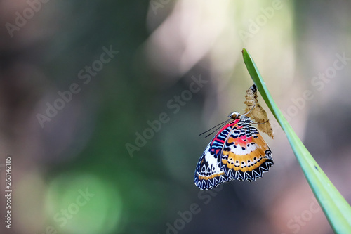 Fotografía Leopard Lacewing Butterfly on Chrysalis in the garden.