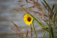 A Single Maximilian Sunflower (Helianthus Maximiliani Schrad) Next To A Lake.