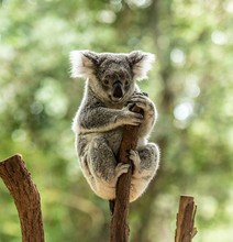 Close Up Of Koala Bear Or Phascolarctos Cinereus, Sitting High Up