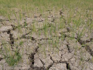 texture of dry soil