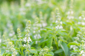 Ocimum , hoary basil or lemon basil plant