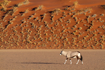 Sossusvlei is a salt and clay pan surrounded by high red dunes national parks of namibia between desert and savannah