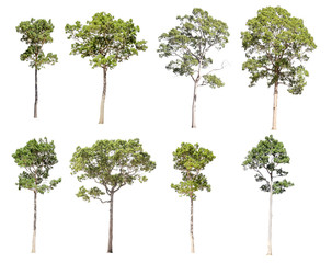 Collection of isolated trees on a white background. Beautiful tree It is suitable for use in decorating, decorating, and printing.