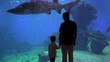 © MEDIAIMAG - Father and enthusiastic child holding hand and enjoy undersea life at aquarium