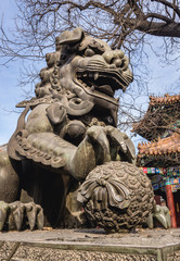 Canvas Print - Chinese guardian lion commonly called foo dog in Lama Temple in Beijing, capital city of China