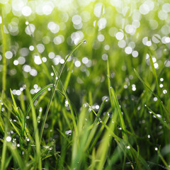 Water drop on grass blade top