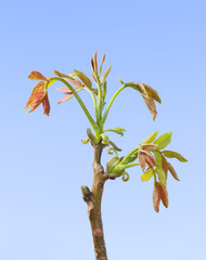 Wall Mural - Early spring foliage of walnut