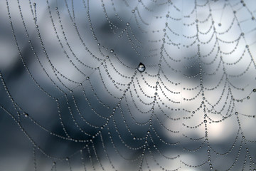 spider web with water drops