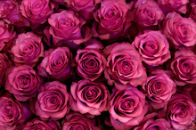Big Bunch Of Fresh Dark Pink Roses In Bouquete Close Up Texture Background 