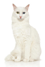 Turkish Angora Cat On A White Background