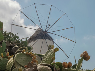 Wall Mural - old windmill on the greek island of mykonos with cactus