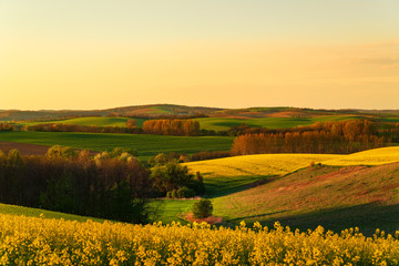 Wall Mural - sunset above the large yellow colza field