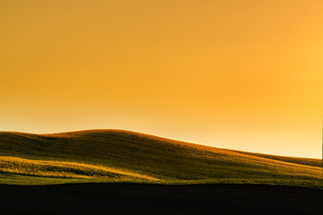Wall Mural - sunset above the large yellow colza field