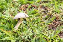 White Mushrooms On A Lawn In The Garden.