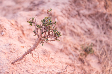 Wall Mural - small tree