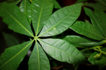 leaf