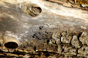 Wall Mural - Old fallen rotting tree c torn textured