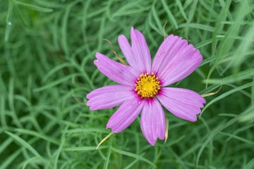 close up of Sulfur Cosmos or Yellow Cosmos