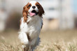 © Happy monkey - active dog breed spaniel runs