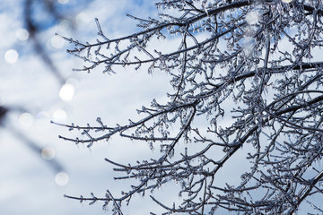 Wall Mural - Trees under heavy freezing rain in Quebec, Canada