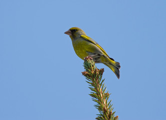 Wall Mural - European greenfinch (Chloris chloris) male sitting on the branch of fir tree