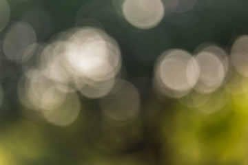 Wall Mural - Bokeh natural green background